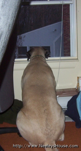 sammy05_window.jpg